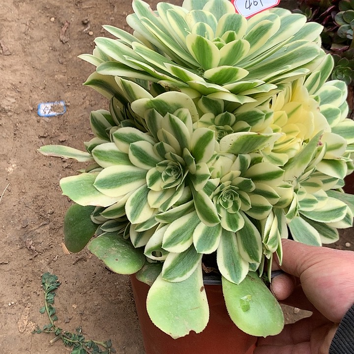 新尼亚多肉植物401