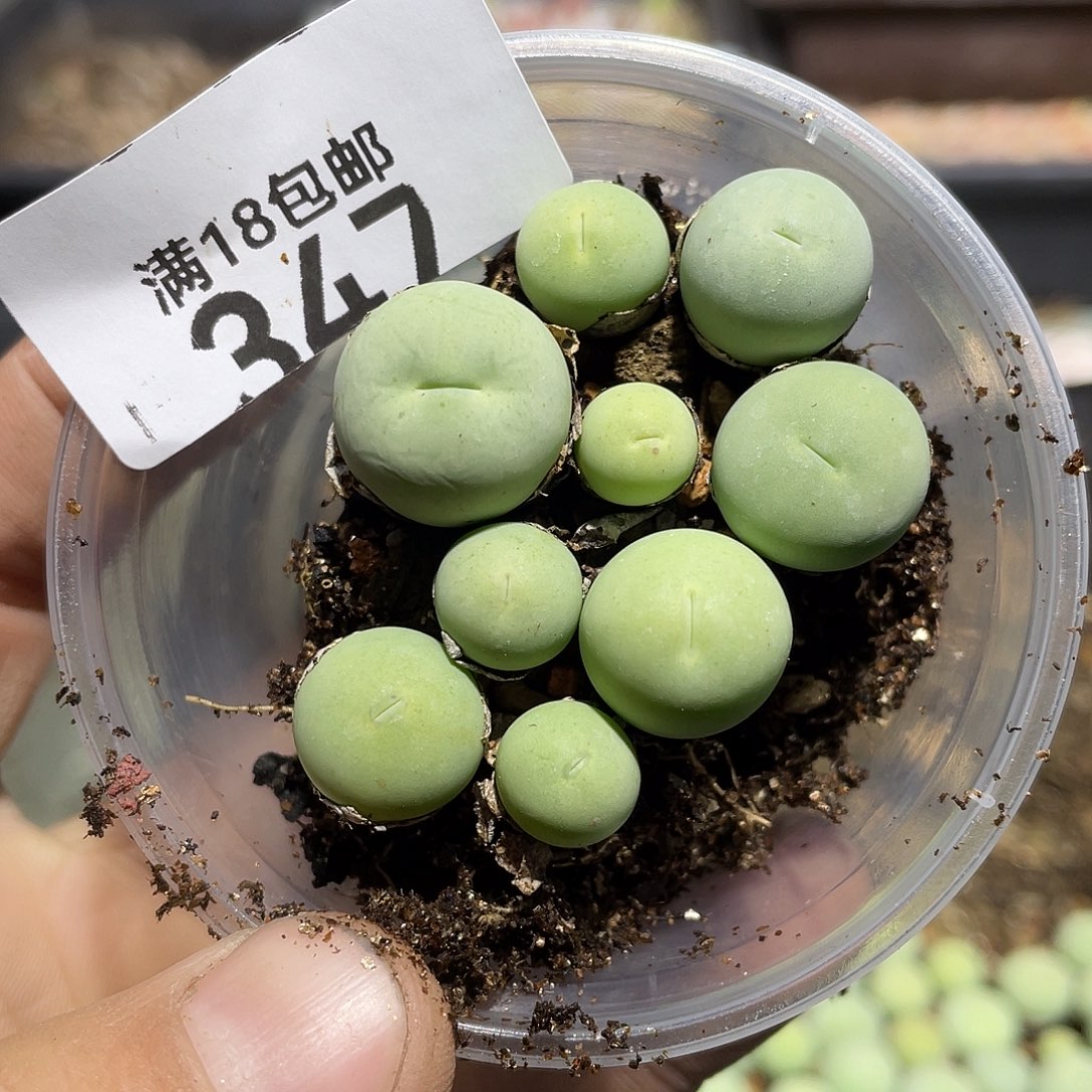 347当天凑满十八元包邮生石花