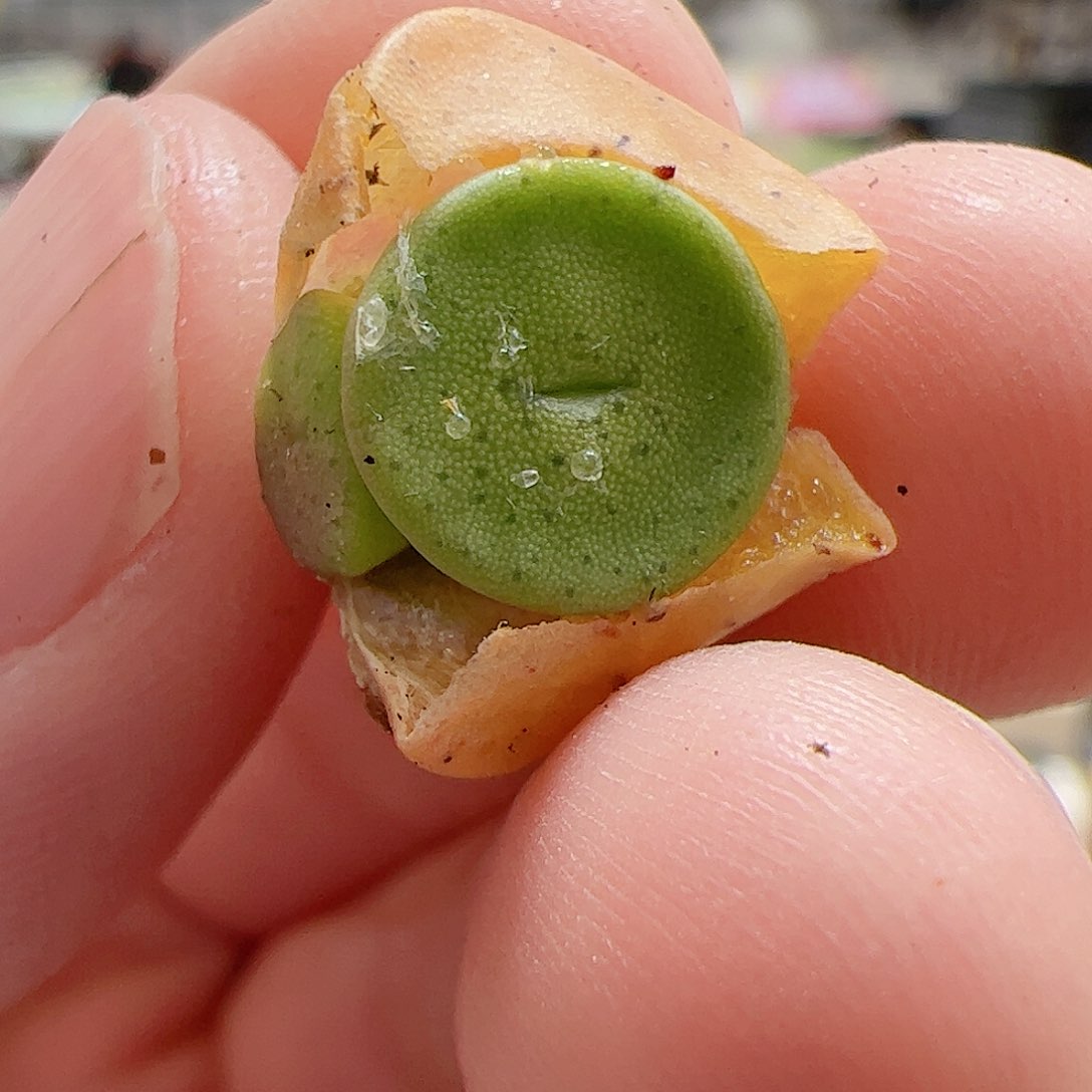 【闪购商品】284 金币