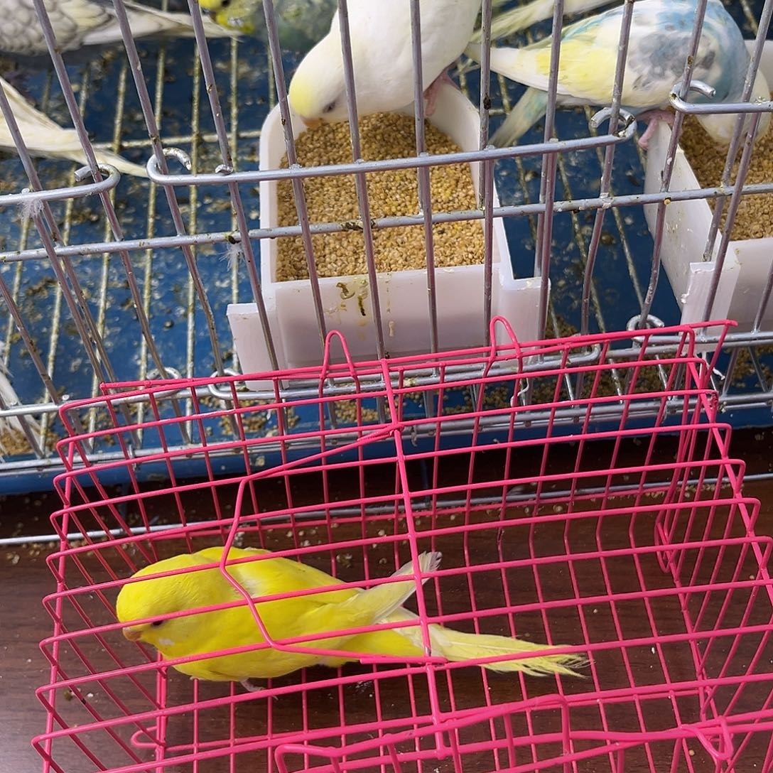 虎皮鹦鹉金彩鹦鹉