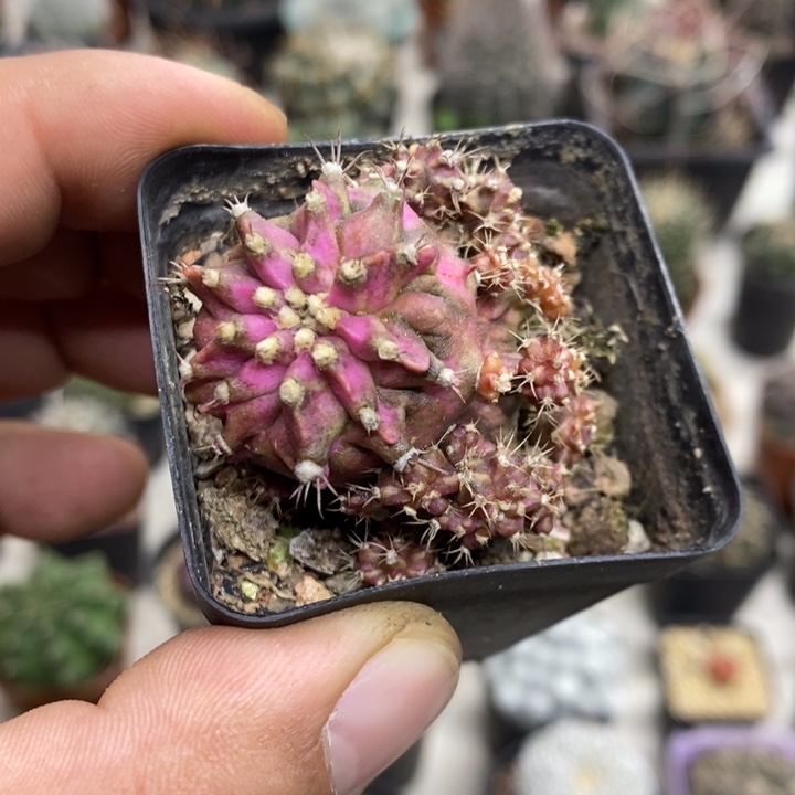 海神牡丹特价福利