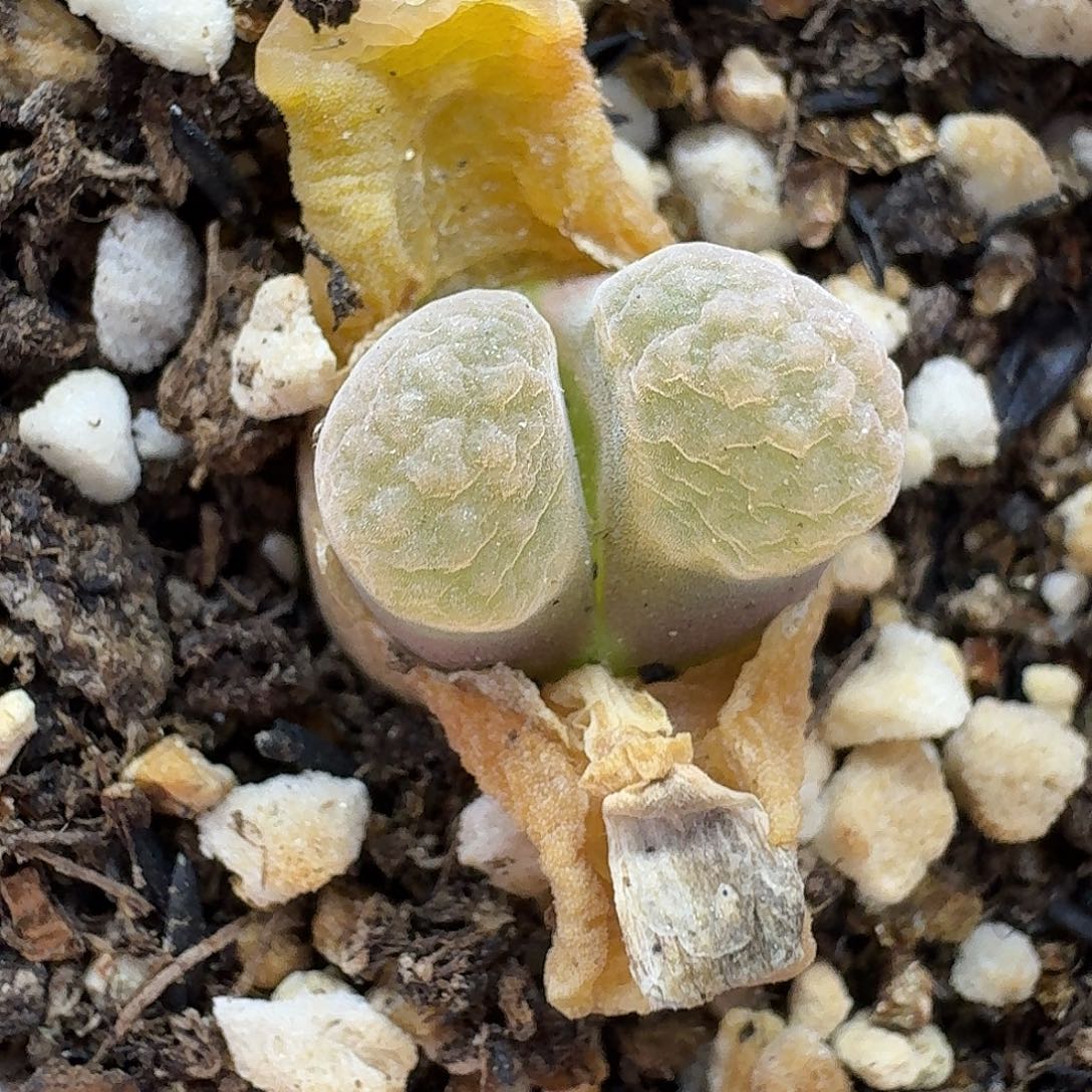 老马生石花磁铁2111