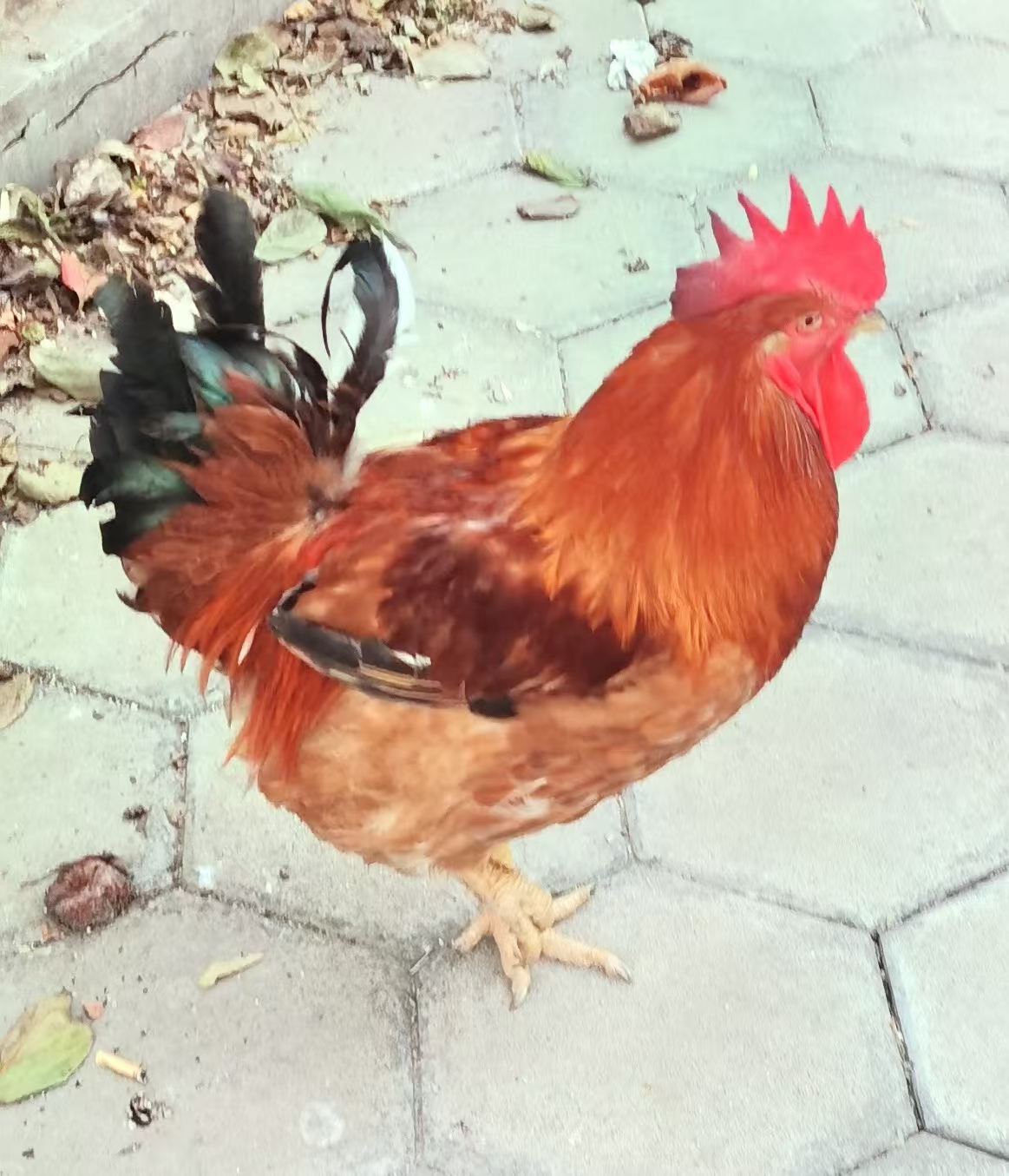 （九斤红）饲料营养高绿色健康谷物饲料