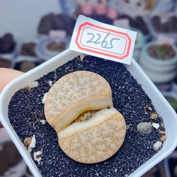 樱桃爱妃们的美肉