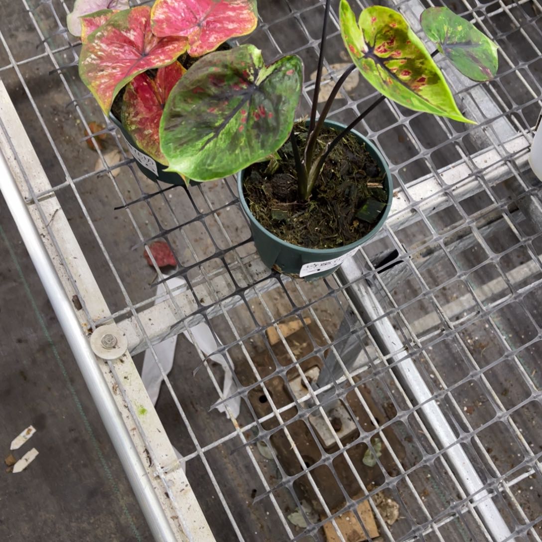 俗***三无花朵           435.436绿膜变异擎天柱不包售后