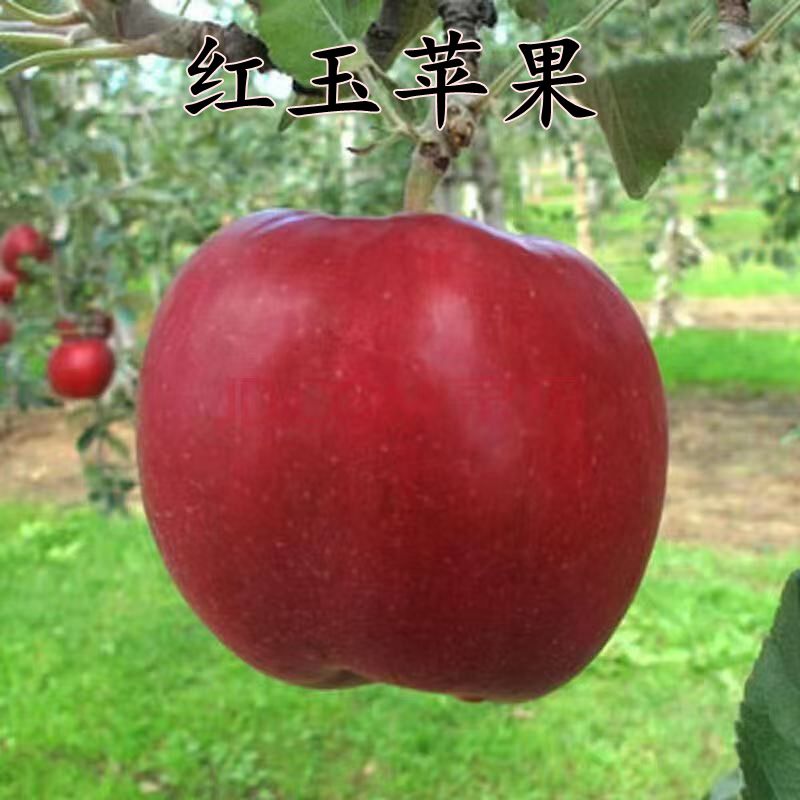 矮化G935红玉苹果树苗北方种植嫁接新品红玉苹果苗地栽当年结果树