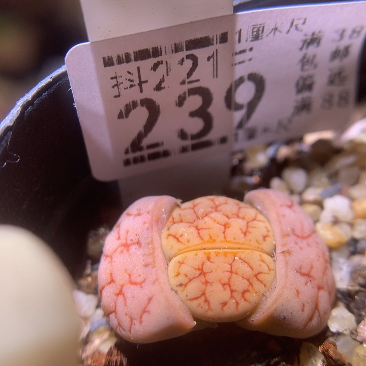 精品生石花221.239