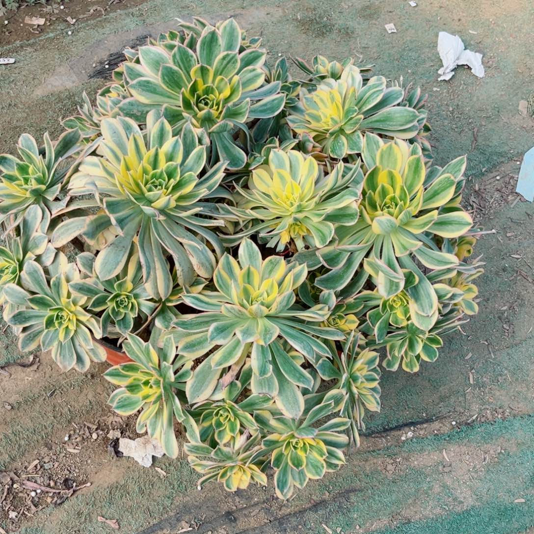 说***3六颗灿烂法师多肉植物