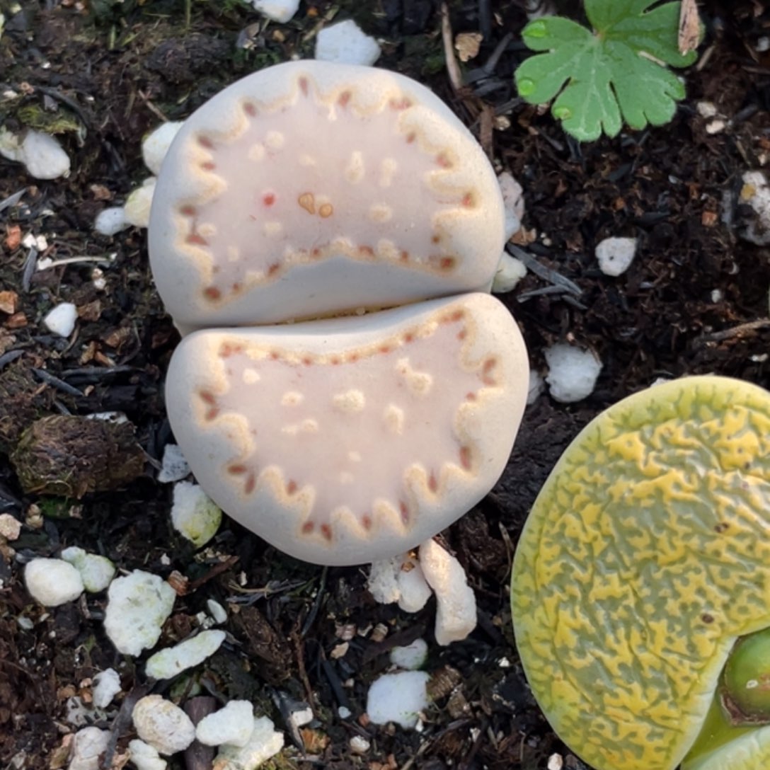 非偏远满20包邮663