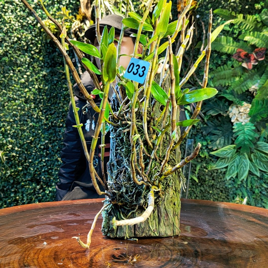 【闪购商品】33血喉花卉