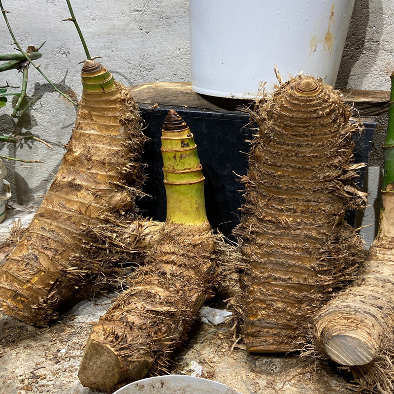 产地小叶簕竹平头桩宝塔桩竹子怪桩盆栽茶室绿植常青盆景一物一拍