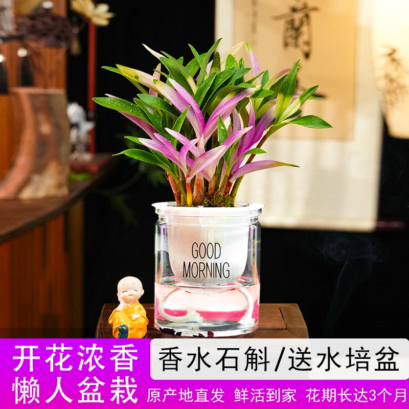 【带红芽】七彩香水石斛兰 精品澳洲石斛 浓香型 水培盆栽