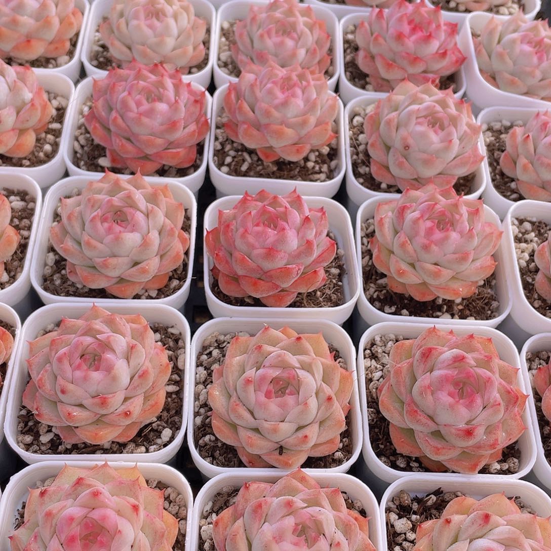 量拍124号 桃薰女王单头2个