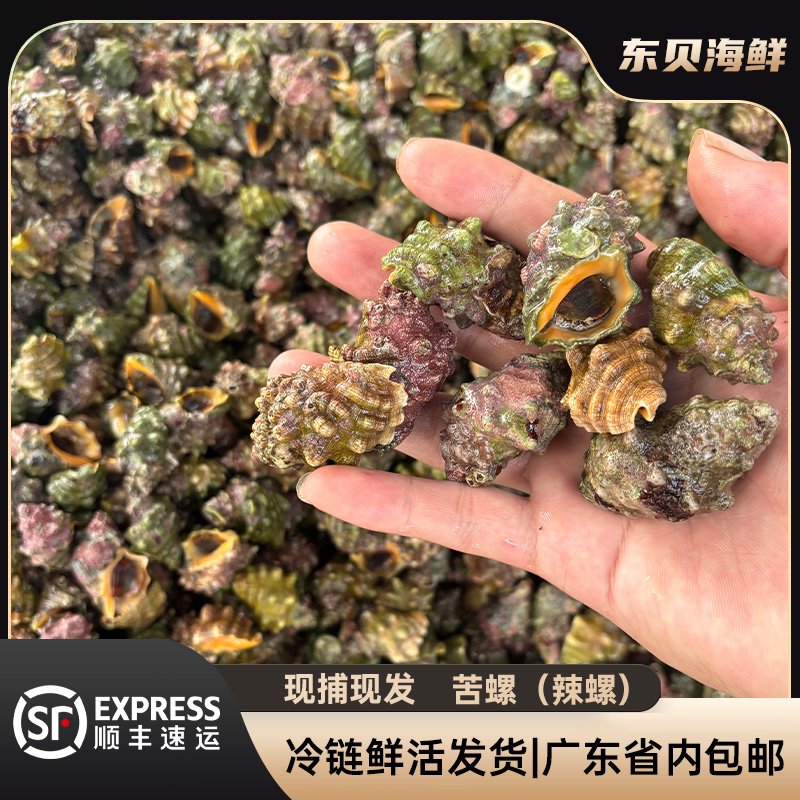 广东汕尾本地野生苦螺 辣螺 省内包邮 鲜活发货