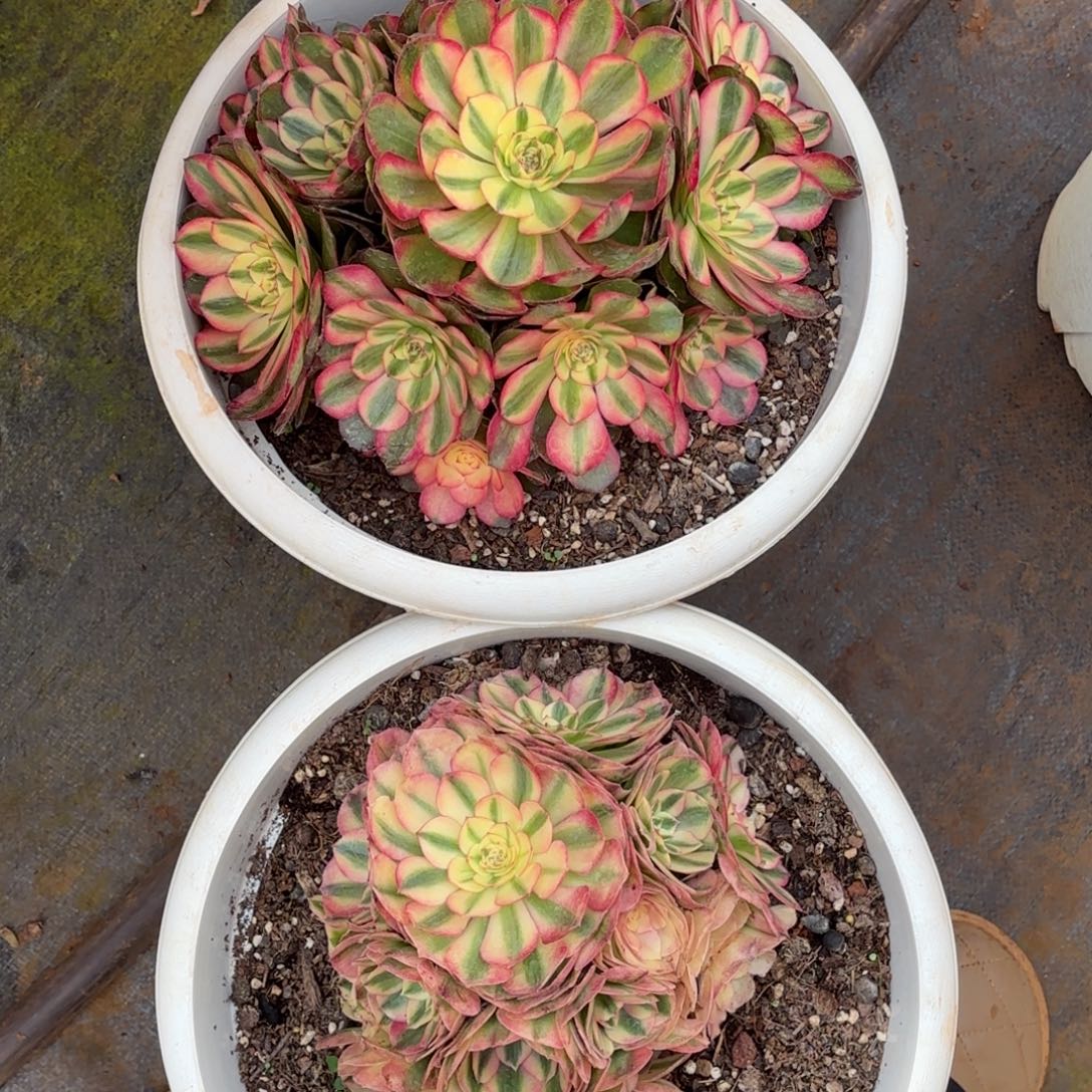 云南多肉植物荔枝倾城