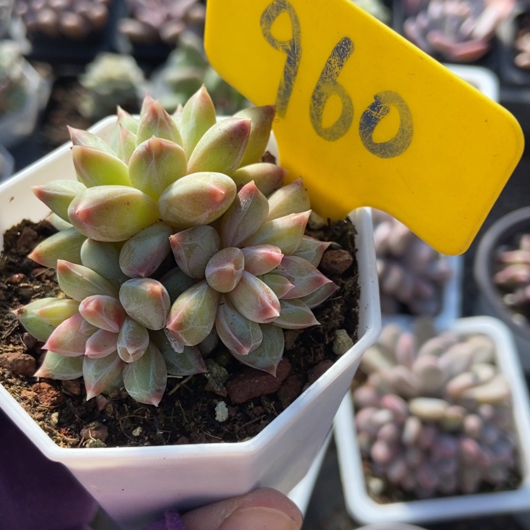 960伊丽莎白多肉植物