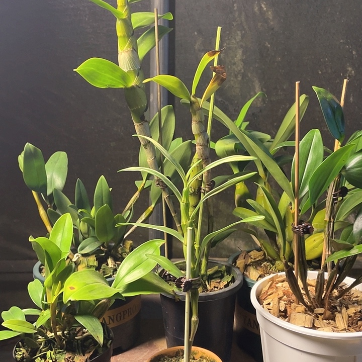 用***2完全开放无需担心