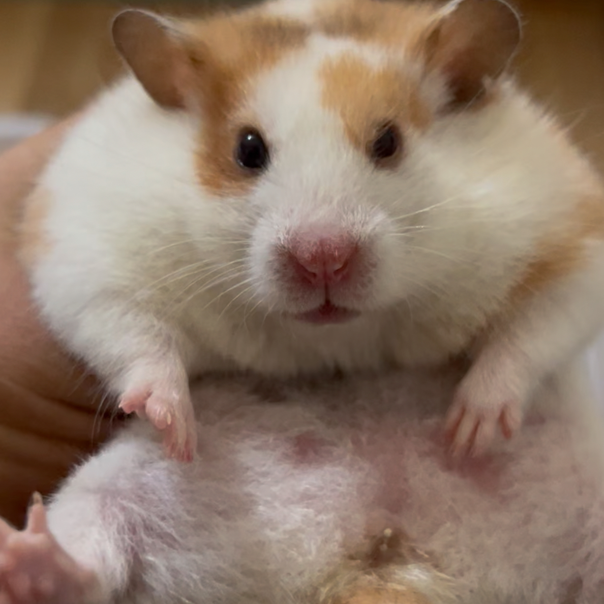 家养温顺可爱易上手短毛金丝熊活体宠物