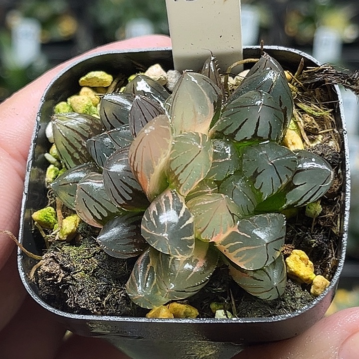 130双头龙爪玉露锦