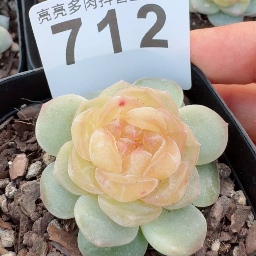 黄桃模特         精品多肉