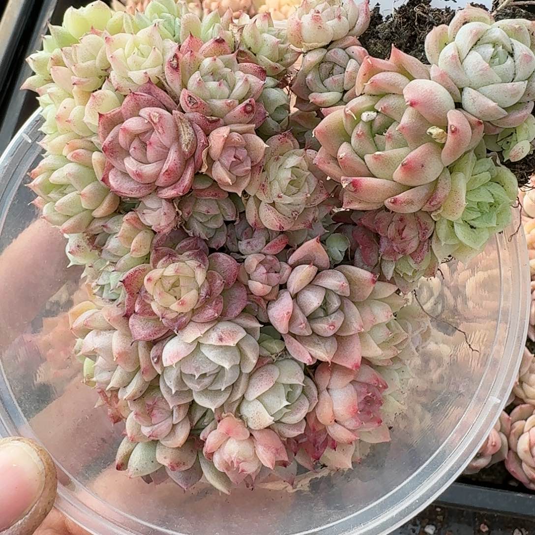 杂交新品珍妮多肉151