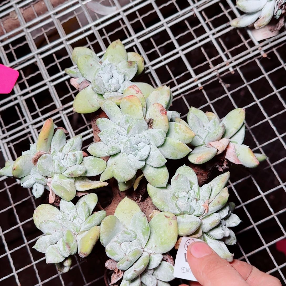 8758瑕疵苹果拇指