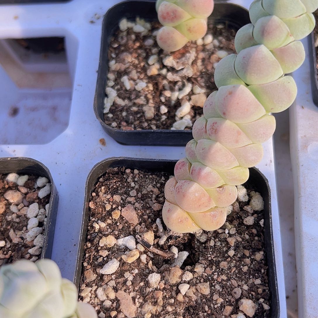 玉雏19包邮植物植物拓土