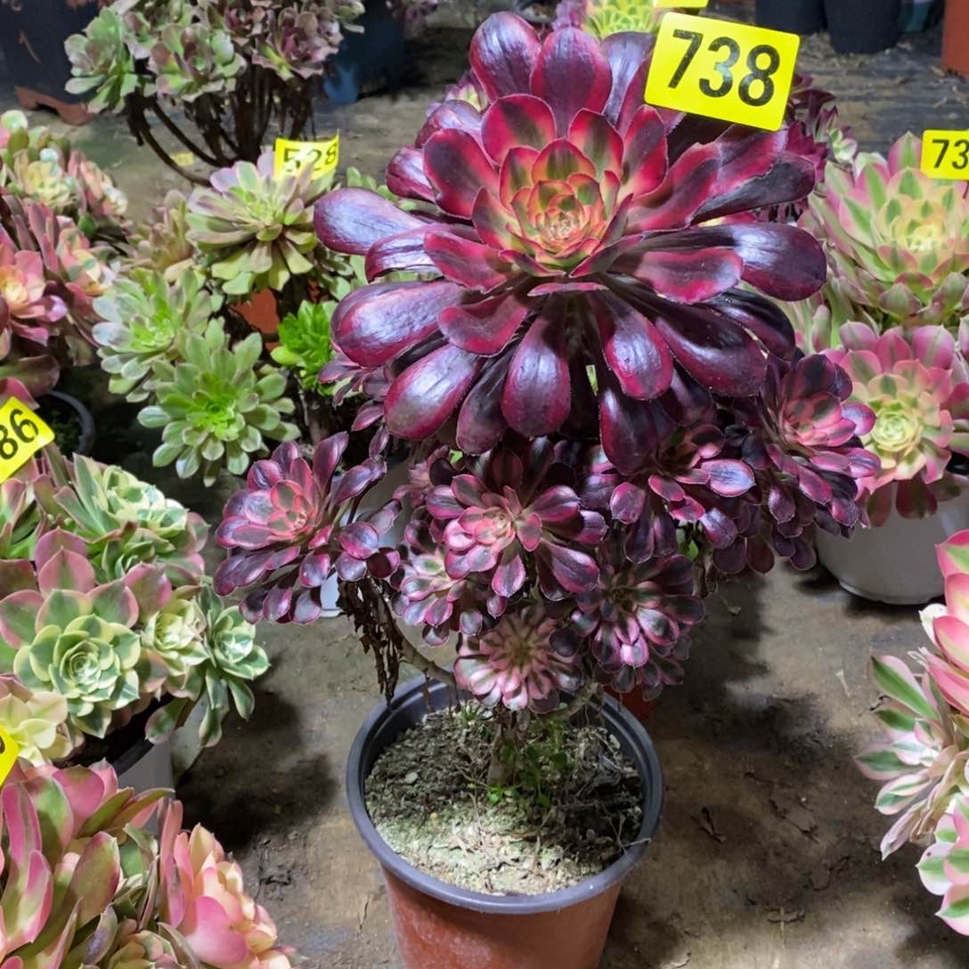 香奈多肉法师738