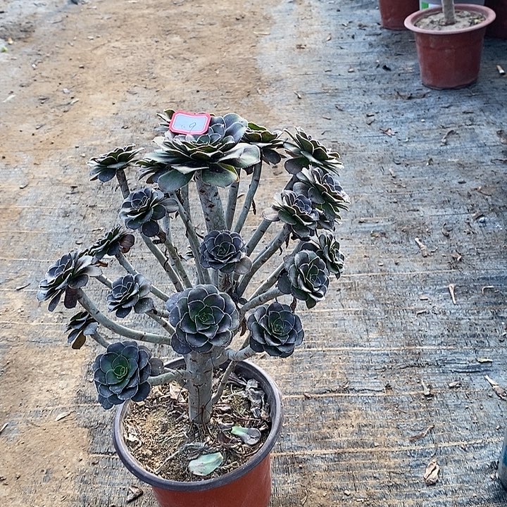 9，灰圆叶多肉法师多肉法师