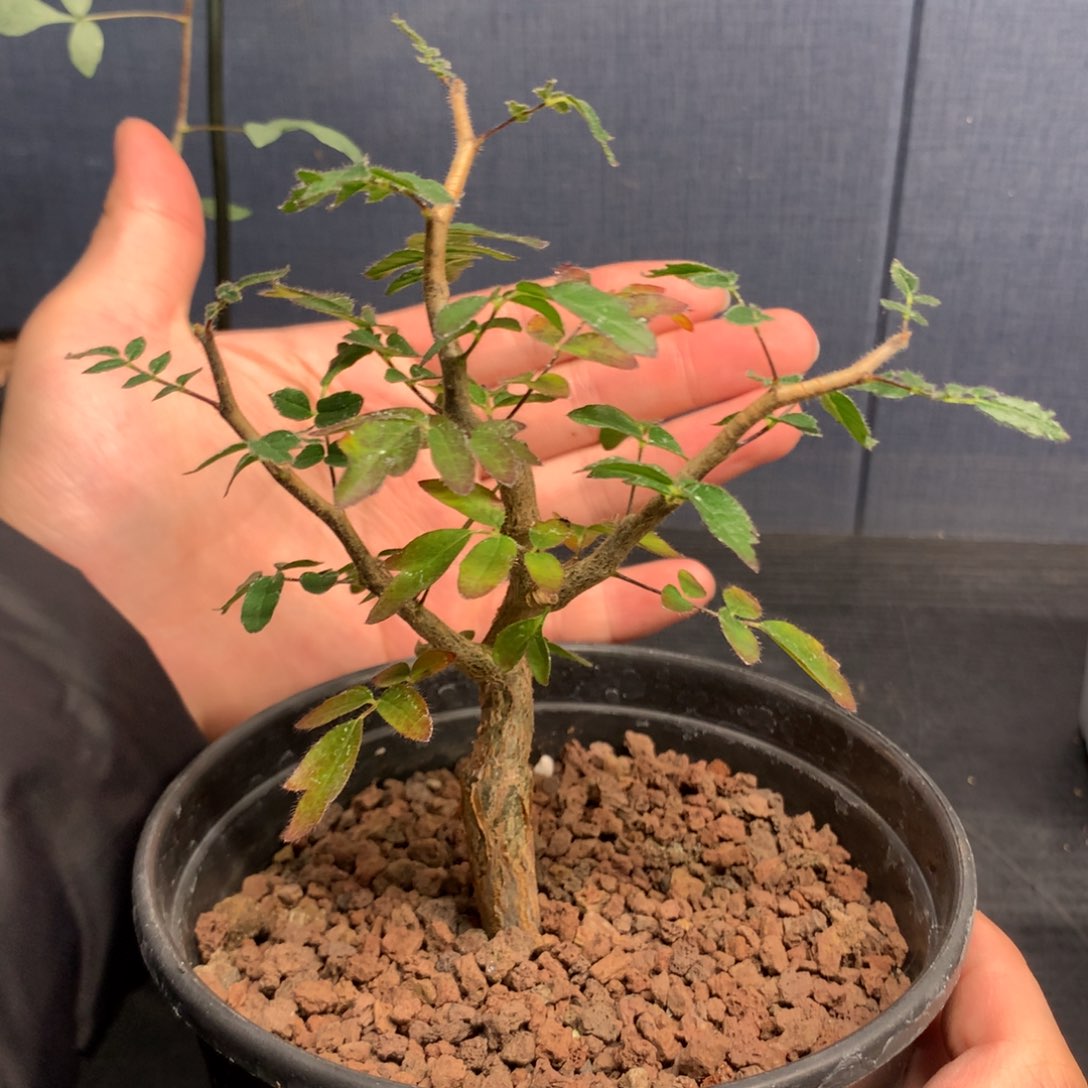 滔天橄榄实生小苗￼