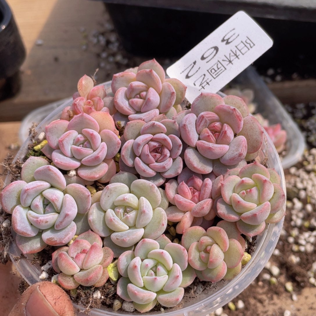 多肉植物多肉植物362