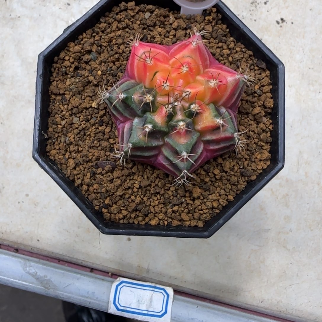 无***为91号泰系实生米哈