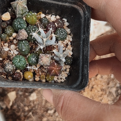 2697仙人球小苗的