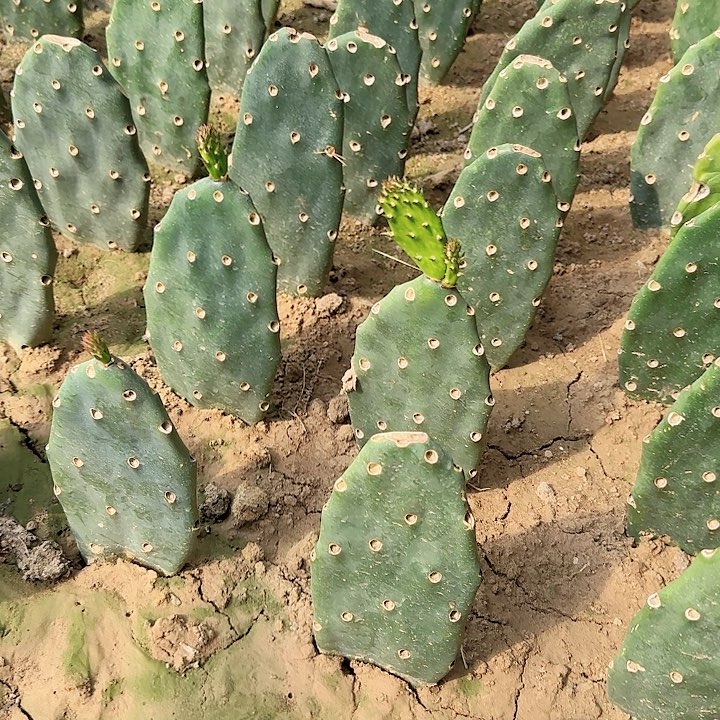 黄大刺仙人掌7片一组
