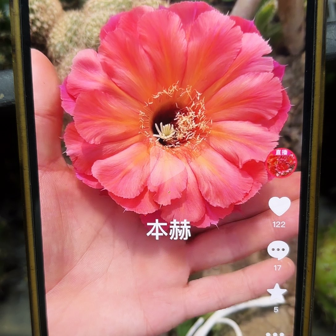 本赫彩侧牙20包邮51