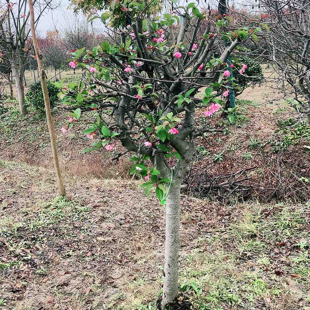 无花朵春天开花，赠送大礼包