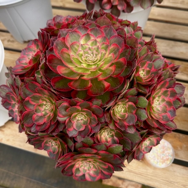 桃花坞精品法师锦