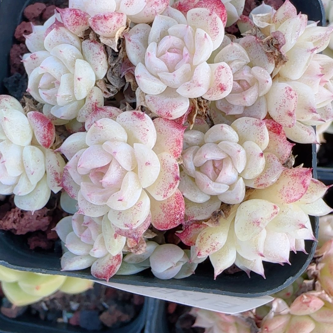 一***男花语多肉1221-343紫魔仙散