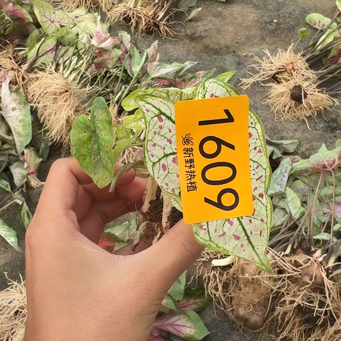 完全开放1609红酒飞溅裸球不售后