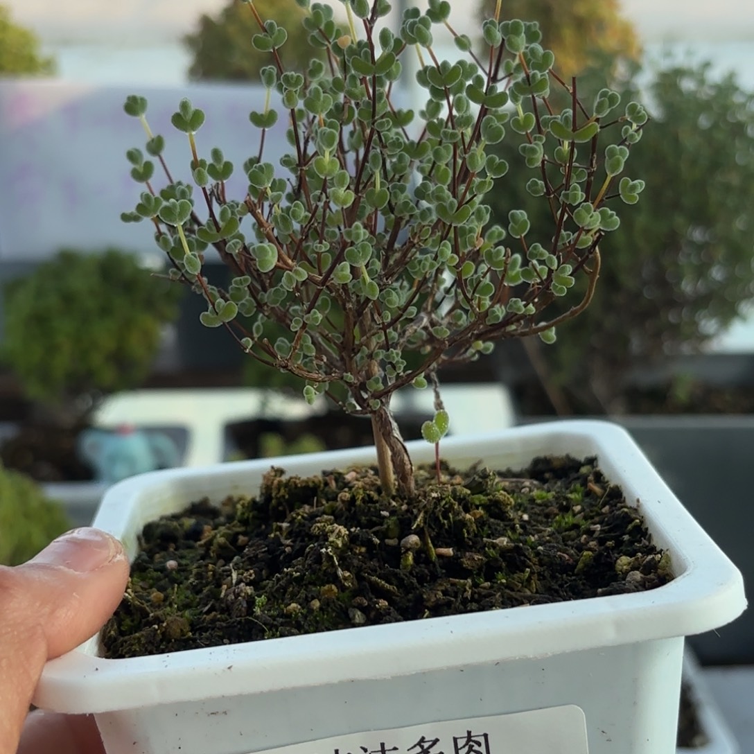 505莱斯枝干fulio