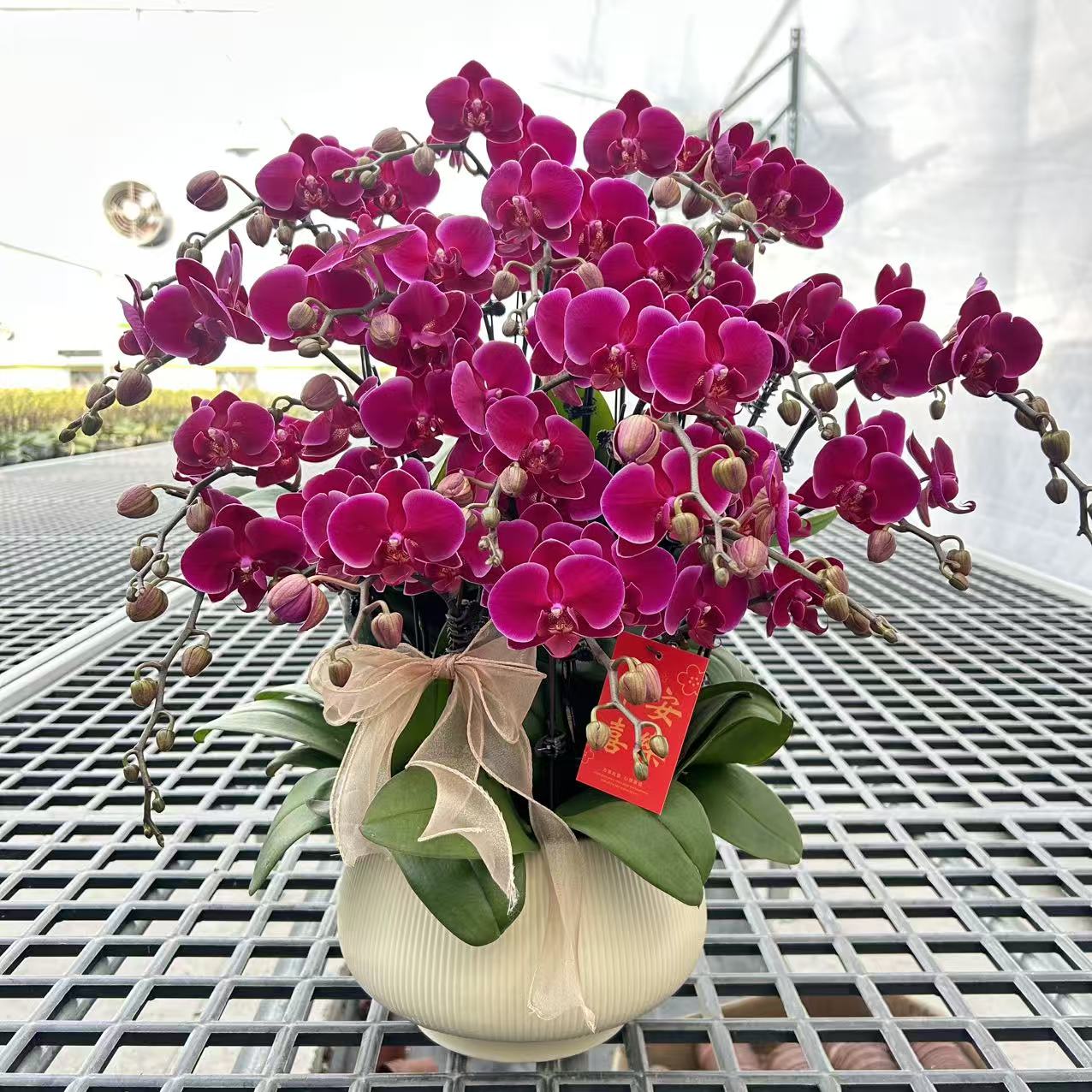 【莫雷利亚】精品蝴蝶兰 紫色花型 室内精品观赏 真花