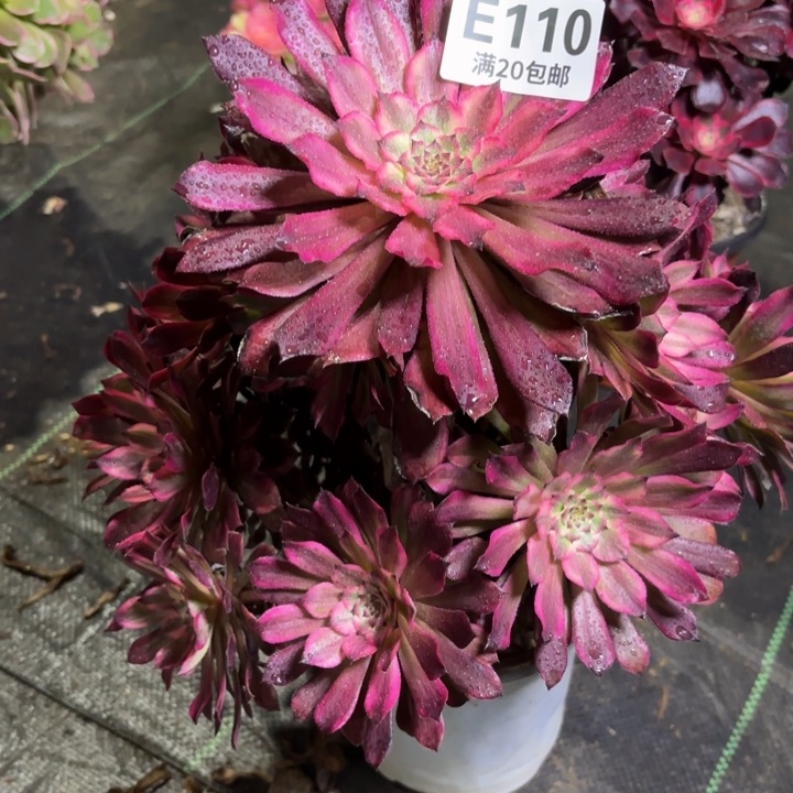 瑞妈一物一拍110