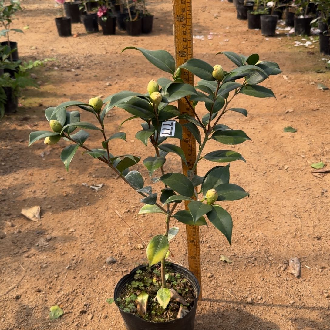 少量花朵（建议范围：2朵-5朵 或40%以下）777