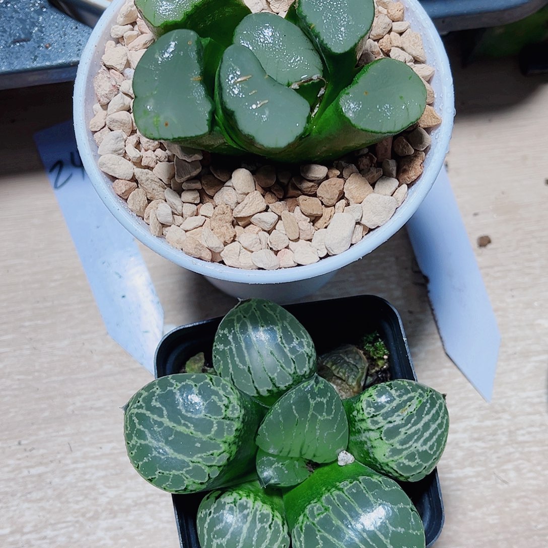 两颗肉肉都是精品