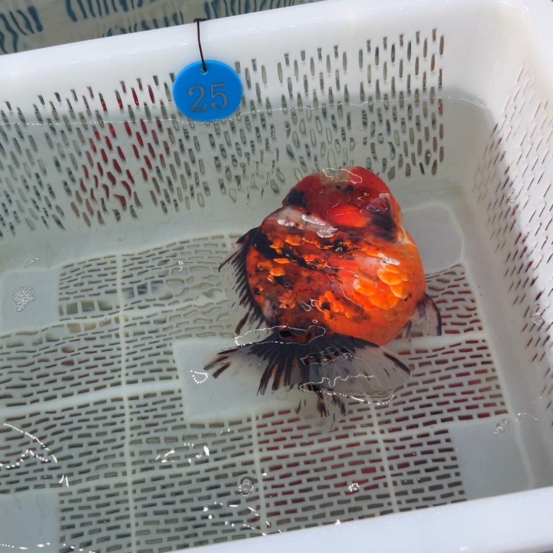 L***Y金鱼你好吗我好想你啊