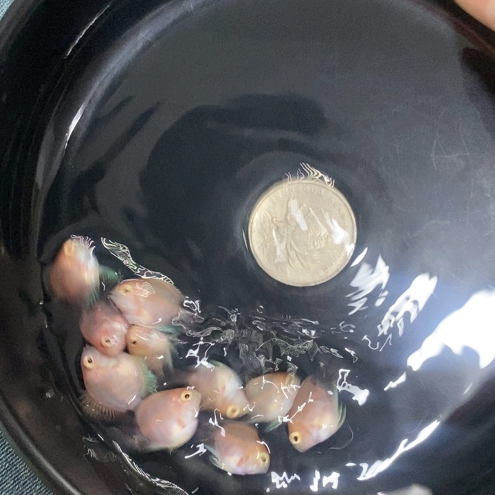 鹦鹉鱼胭脂粉一组六条送四条