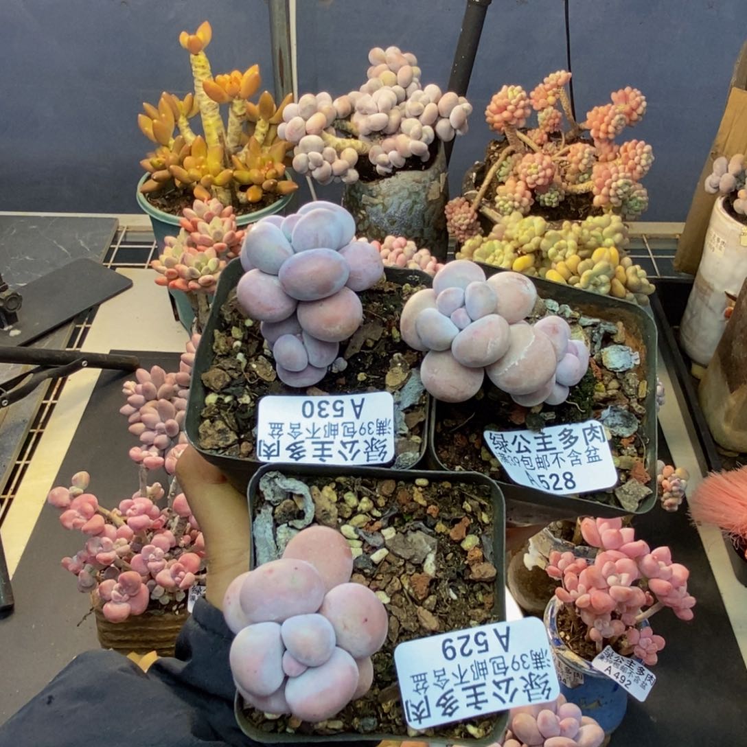 530。529。528芭比奶三颗