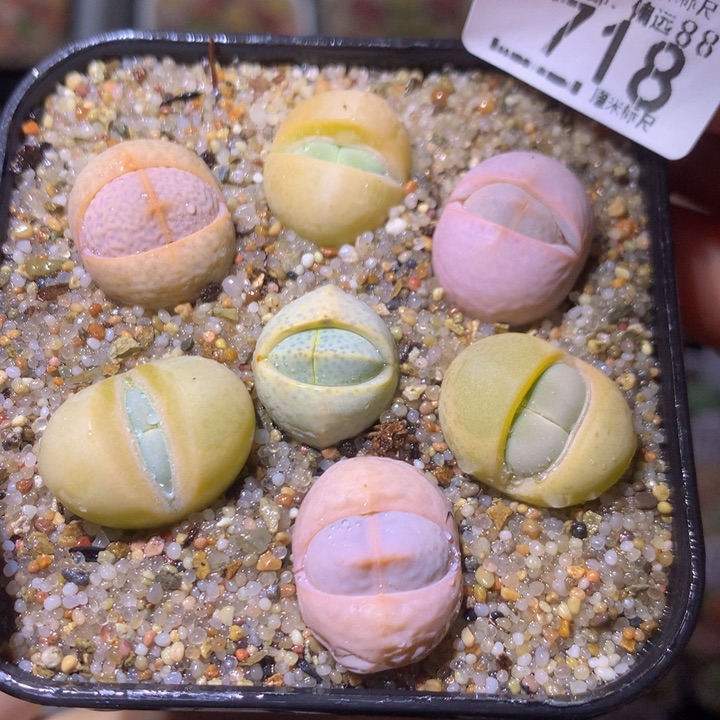 Sss精品生石花718