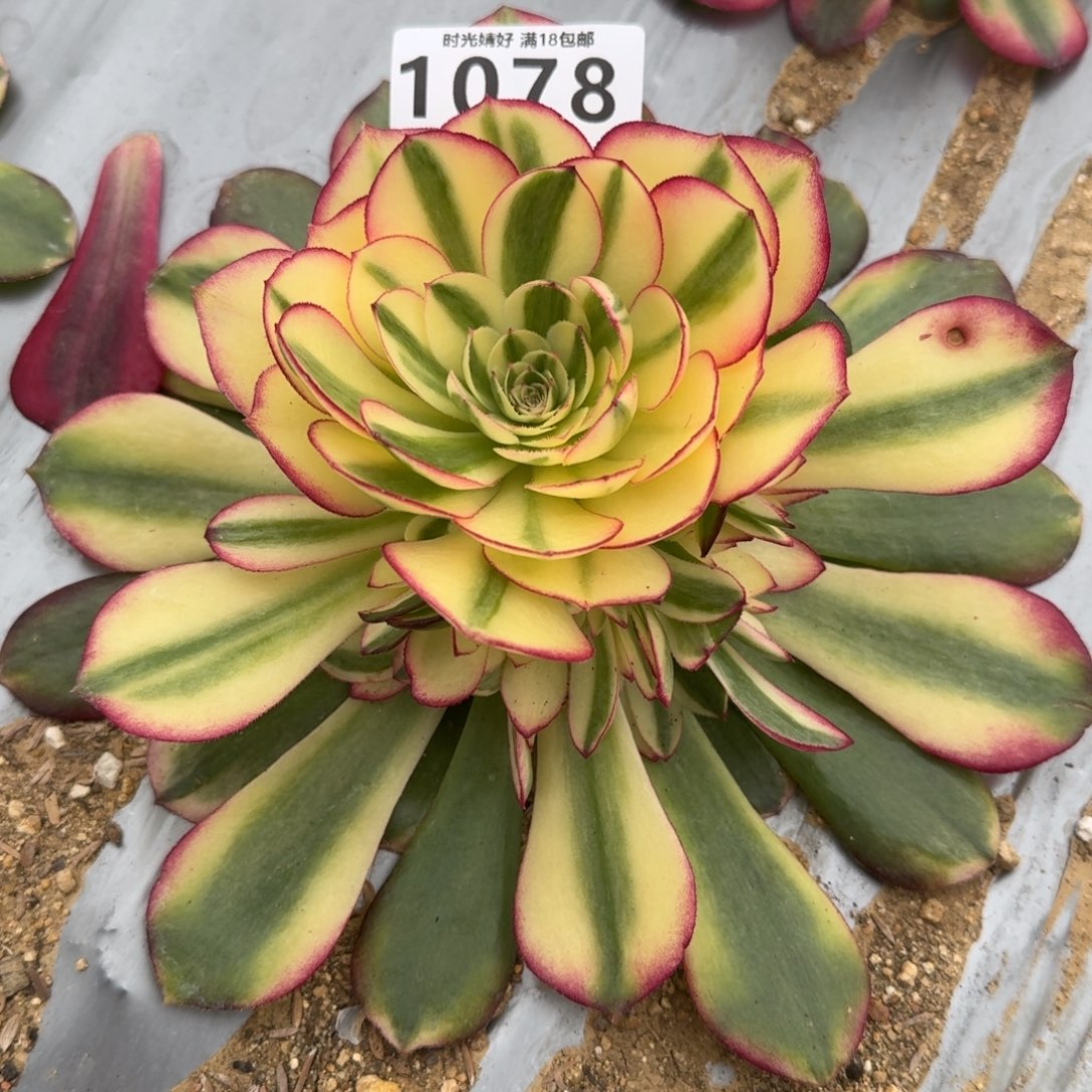 1078荔枝多肉植物