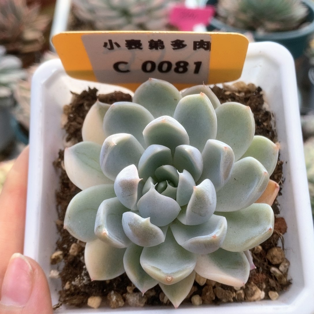 C081玉兔锦锦锦锦锦锦锦